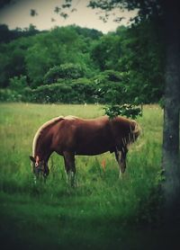 Horses grazing on grassy field