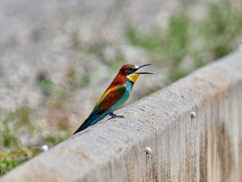 European bee-eater, merops apiaster, around xativa, spain