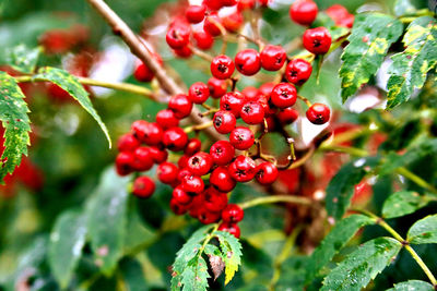 Close-up of red berries growing on tree