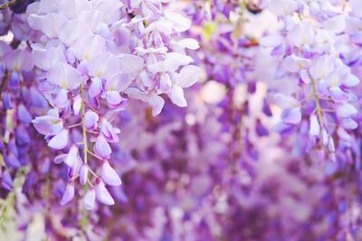 Close-up of purple flowering plants