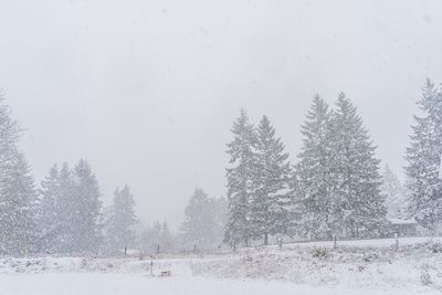 Heavy snowfall and covering landscape with tall trees