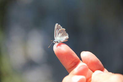 Close-up of butterfly perching on human finger