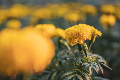 Close-up of yellow flowering plant