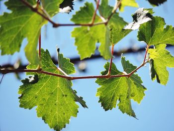 Close-up of tree growing in vineyard against sky