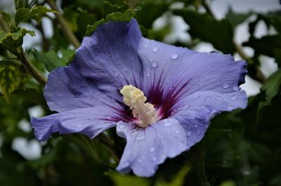 Close-up of wet purple flower