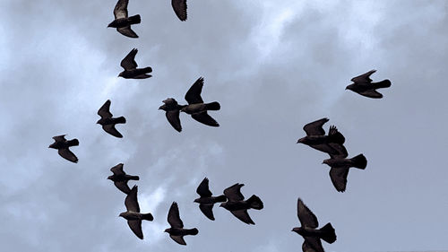 Low angle view of birds flying in sky