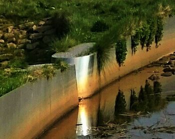 Reflection of trees in water