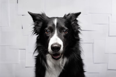 Close-up portrait of dog at home