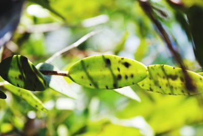 Close-up of green leaf