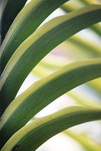 Full frame shot of leaf