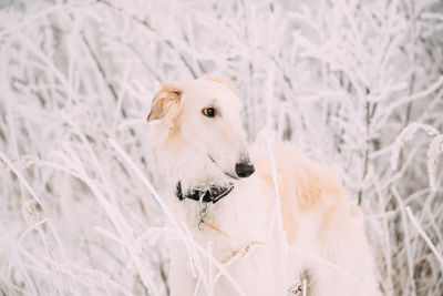 Close-up of dog