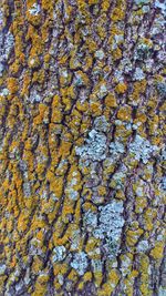 Full frame shot of yellow autumn tree