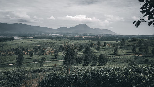 Tea plantation, very beautiful natural scenery of malabar pangalengan, indonesia