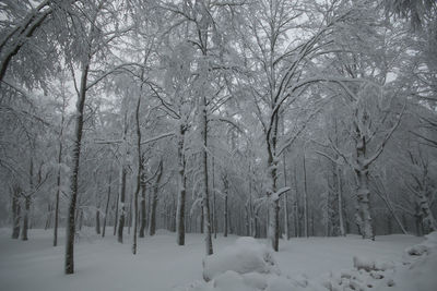 Winter magic landscape with snow, mount amiata, tuscany, italy