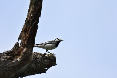 Low angle view of bird perching on tree against sky