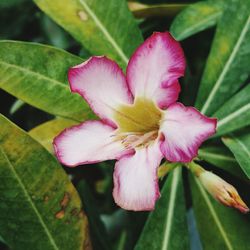 Close-up of pink flower