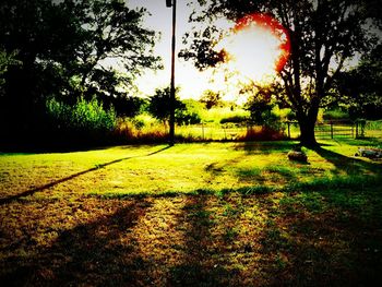 Sun shining through trees on grassy field