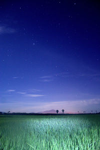 Scenic view of agricultural field against star field