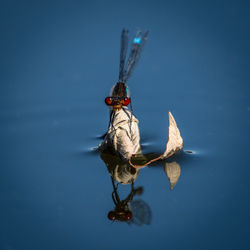 Insect on a lake