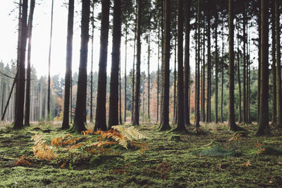 Trees in forest