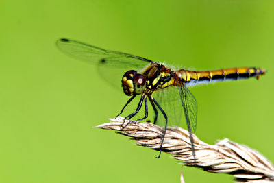 Close-up of insect on flower