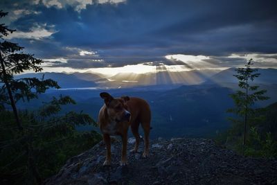 Brown dog on mountain against cloudy sky at sunset