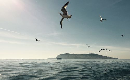 Seagulls flying over sea against sky