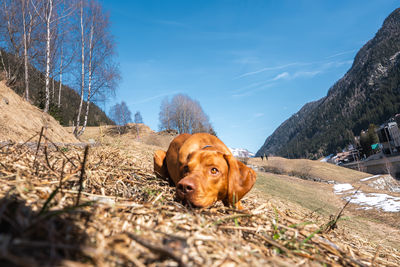 dog