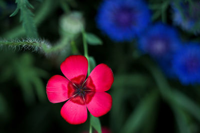 Close-up of pink flowering plant