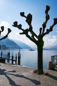 Tree by sea against sky