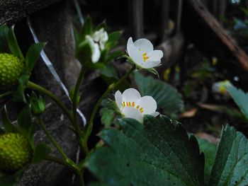 Close-up of white flowering plant