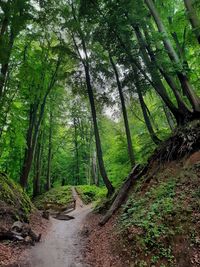 Scenic view of forest