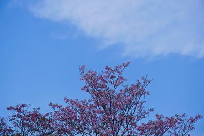 Low angle view of tree against sky