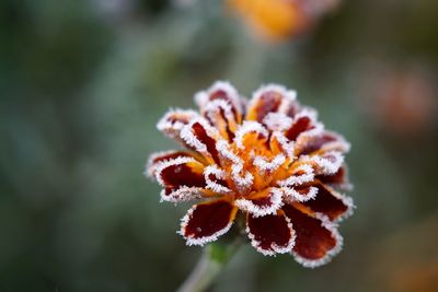 Close-up of frosted flower