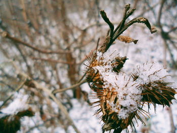 Close-up of wilted plant during winter