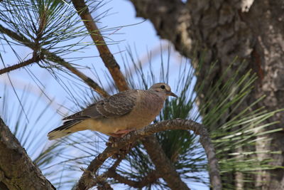 Bird perching on a tree