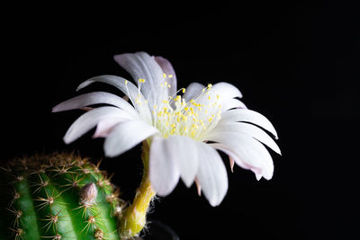 Close-up of white flower against black background