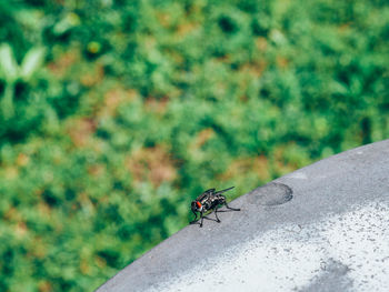 Close-up of housefly on sunny day