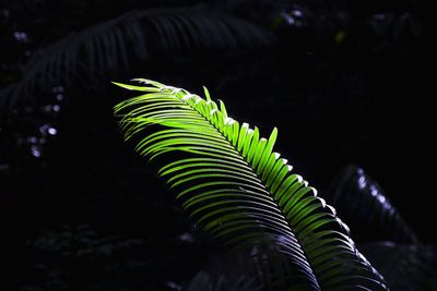 Close-up of fern at night