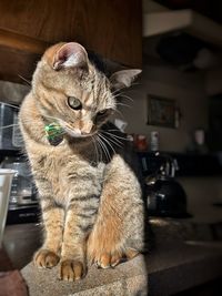 Close-up of a cat on a counter looking away from the viewer