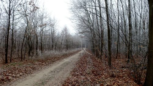 Road amidst trees in forest against sky