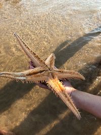 Close-up of hand feeding a sea