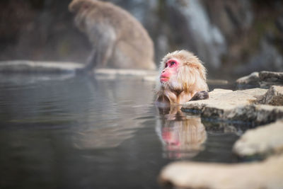 Close-up of monkey