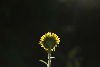 Close-up of yellow dandelion against black background