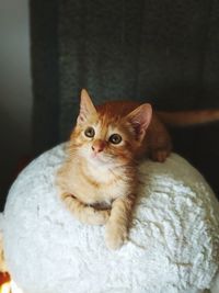 High angle view of kitten sitting at home