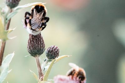 Close-up of insect on flower