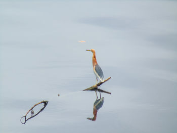 Bird flying over lake