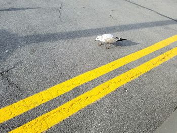 High angle view of zebra crossing on road