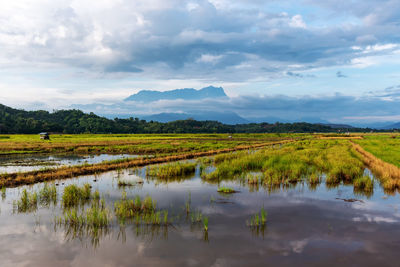 Scenic view of agricultural field against sky