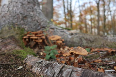 Close-up of mushrooms growing on tree trunk in forest